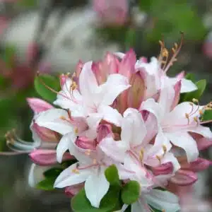 azalia rh atlanticum tado ukis 300x300.jpg