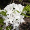 azalia wielkokwiatowa schneekopfchen rhododendron