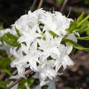 azalia wielkokwiatowa schneekopfchen rhododendron