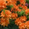 azalija orange