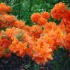azalija spek s orange