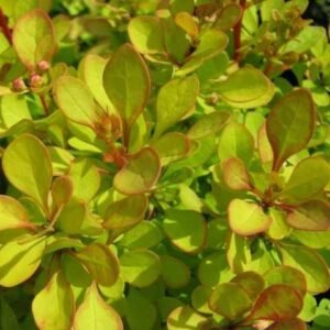 barbarys tunberha golden zwerg 80022407104595