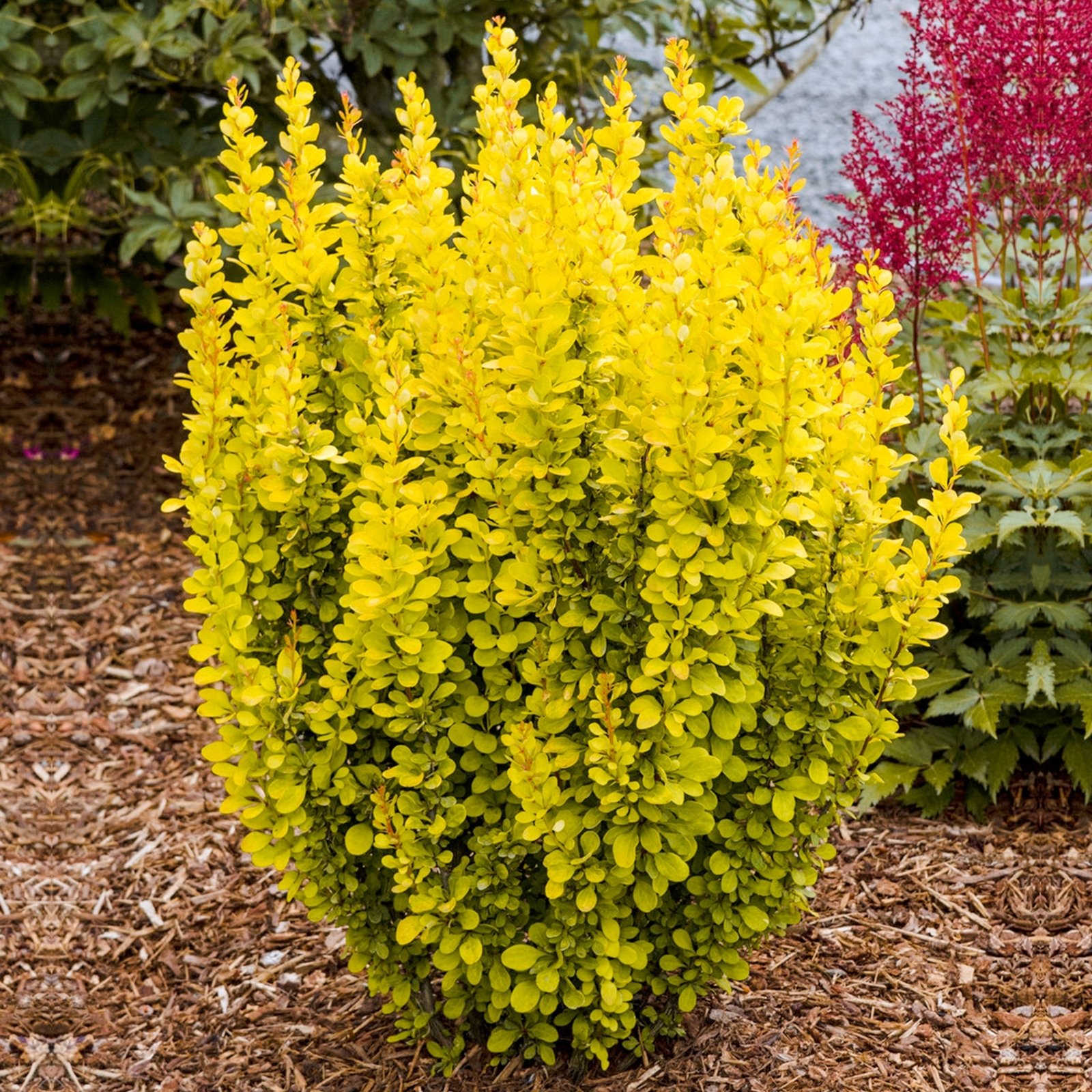 berberis maria p4629 36912 zoom berberis maria p4629 36912 zoom