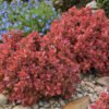 berberis thunbergii ruby star resized