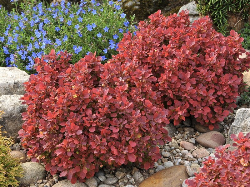 berberis thunbergii ruby star resized berberis thunbergii ruby star resized