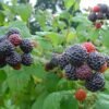 blackjewel1