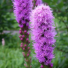 blazing star1 1