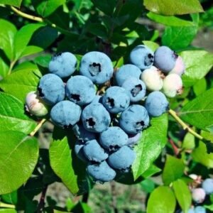 bluecrop0