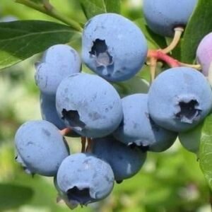 bluecrop1
