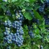 bluecrop2