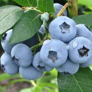 bluegold