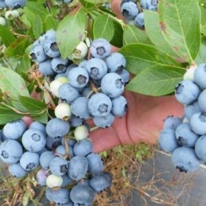 bluegold1