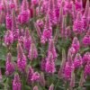bubblegum candles veronica spicata 74847 1