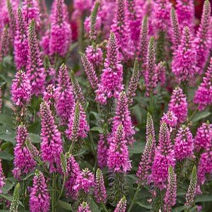 bubblegum candles veronica spicata 74847 1