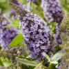 buddleja butterfly candy lila sweetheart 1536x1536 63761c205432e l transformed
