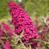 buddleja davidii buzz magenta