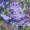 buddleja davidii buzz sky blue