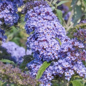 buddleja davidii buzz sky blue