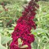 buddleja davivii reve de papillon red cranrazz 12