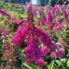 buddleja roytal red2