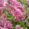 buddleja butterfly candy little pink a