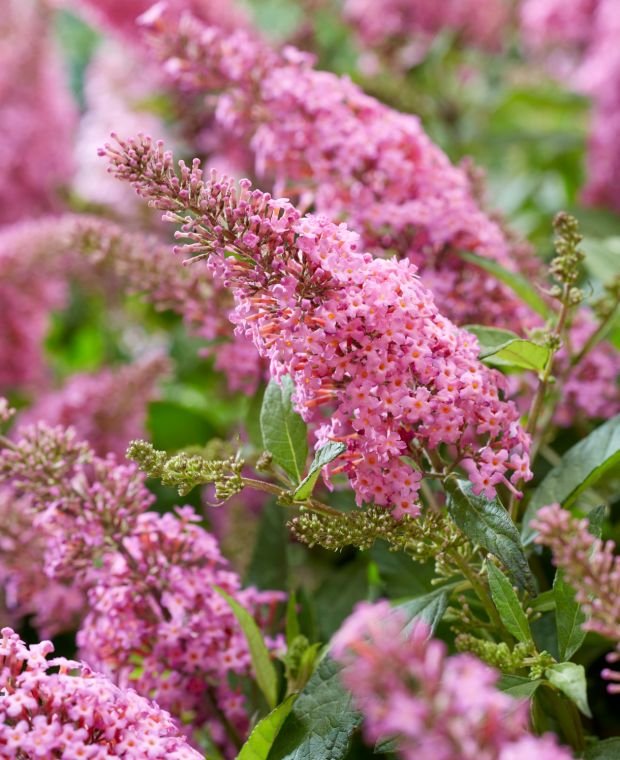 buddleja butterfly candy little pink a buddleja butterfly candy little pink a