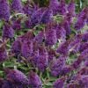 buddleja butterfly candy little purple b