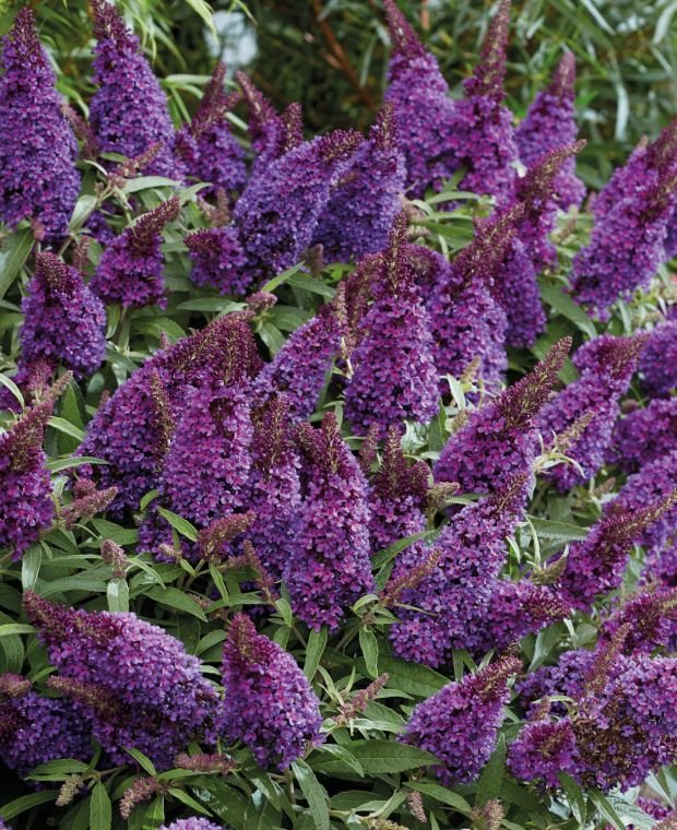 buddleja butterfly candy little purple b buddleja butterfly candy little purple b
