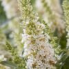 buddleja butterfly candy little white c