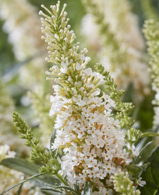 buddleja butterfly candy little white c buddleja butterfly candy little white c