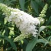 budlea white profusion