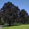 bukas paprastasis fagus sylvatica atropunicea