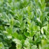 buksmedis paprastasis buxus sempervirens 1