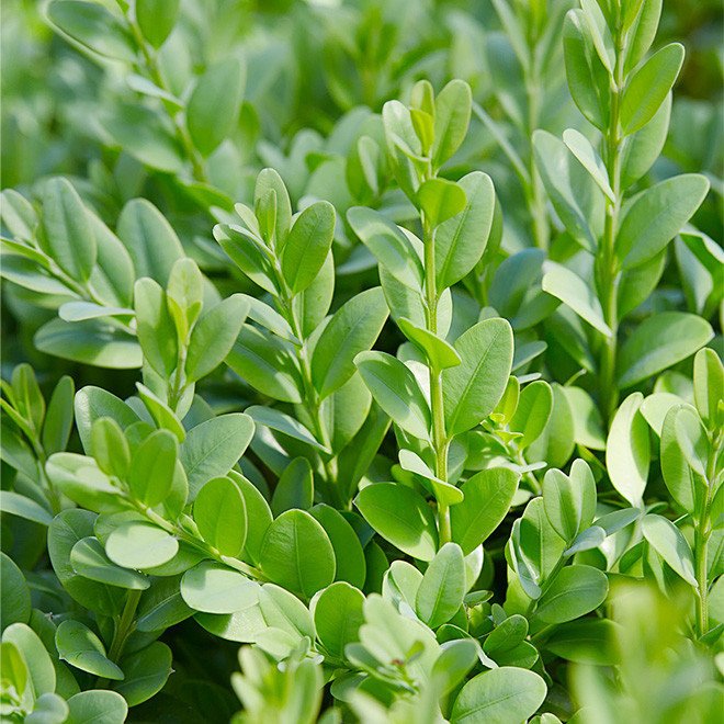 buksmedis paprastasis buxus sempervirens 1 buksmedis paprastasis buxus sempervirens 1