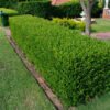 buksmedis paprastasis buxus sempervirens