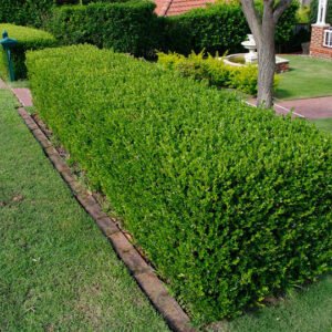 buksmedis paprastasis buxus sempervirens