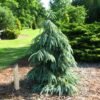 bushs0