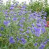 caryopteris kew blue 750x750 1