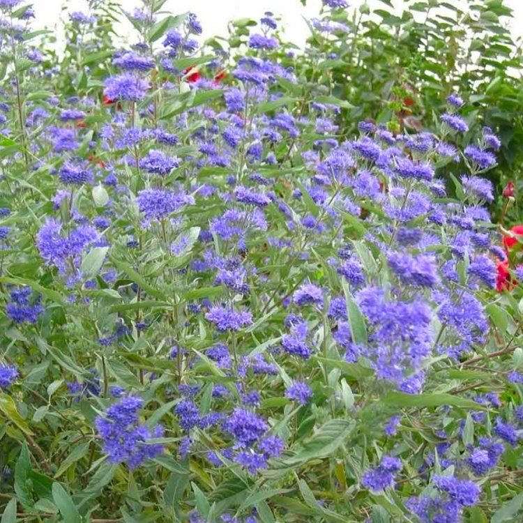 caryopteris kew blue 750x750 1 caryopteris kew blue 750x750 1