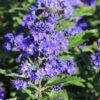 caryopteris heavenly blue