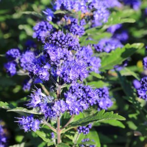caryopteris heavenly blue
