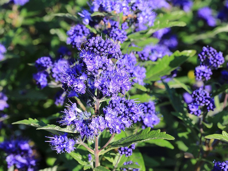 caryopteris heavenly blue caryopteris heavenly blue