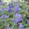 caryopteris kew blue resized