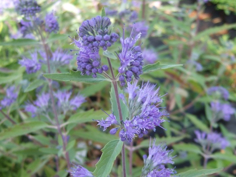 caryopteris kew blue resized caryopteris kew blue resized