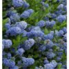 ceanothus victoria evergreen californian lilac pack of three plants 808