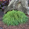 chamaecyparis pisifera filifera nana 0