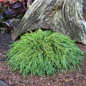 chamaecyparis pisifera filifera nana 0