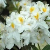 chinese azalea daviesii