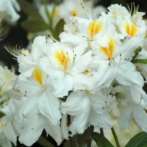 chinese azalea daviesii