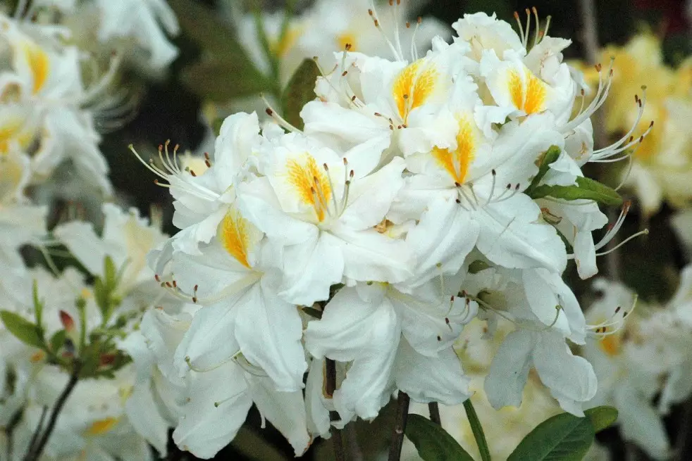 chinese azalea daviesii chinese azalea daviesii
